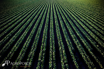 What Are the Ways to Increase Agricultural Productivity with Animal-Based Amino Acid Fertilizer?